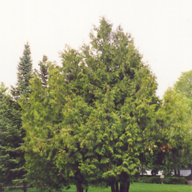 Plant Photo 8