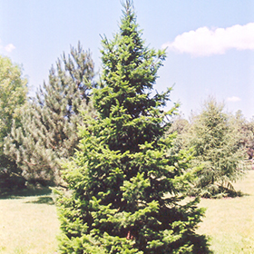 Plant Photo 1