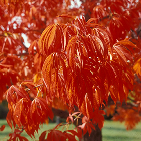 Plant Photo 7