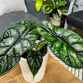 Plant Photo 5