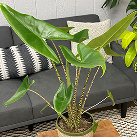 Plant Photo 7