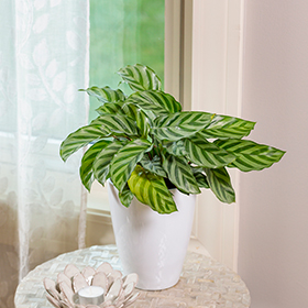 Plant Photo 1