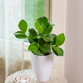 Plant Photo 2