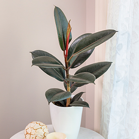 Plant Photo 7