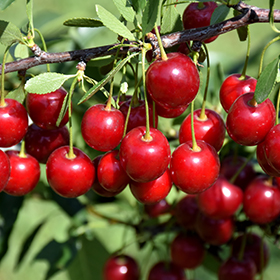 Plant Photo 3