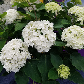 Plant Photo 10