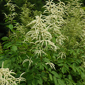 Plant Photo 7