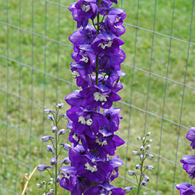 Plant Photo 5