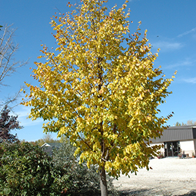 Plant Photo 2