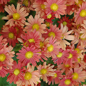 Plant Photo 3