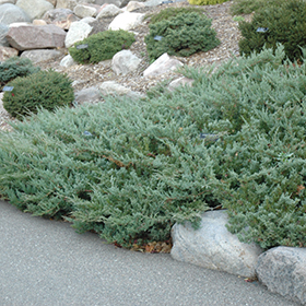 Plant Photo 8