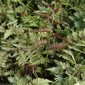 Plant Photo 6