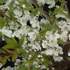 Plant Photo 5