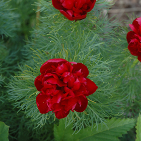 Plant Photo 8