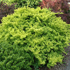 Plant Photo 6