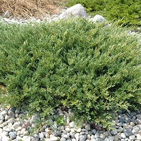 Plant Photo 9