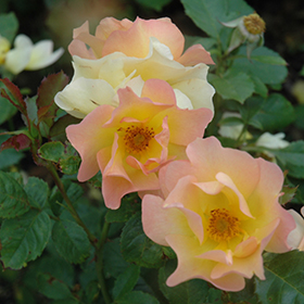 Plant Photo 6