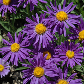 Plant Photo 10