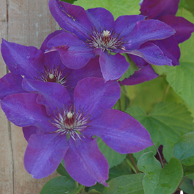Plant Photo 6