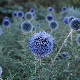 Plant Photo 5