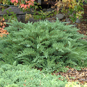 Plant Photo 2