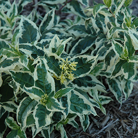 Plant Photo 5