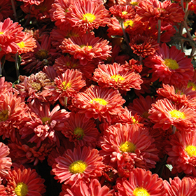 Plant Photo 4