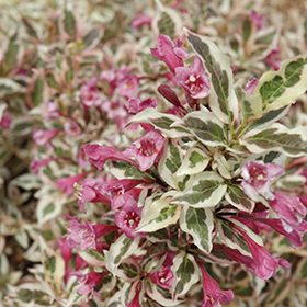 Plant Photo 9