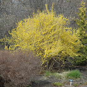 Plant Photo 8