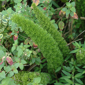 Plant Photo 2