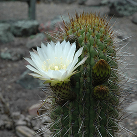 Plant Photo 2