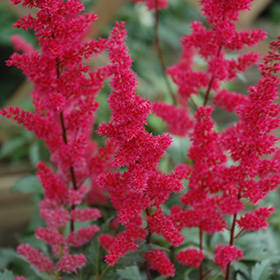 Plant Photo 4