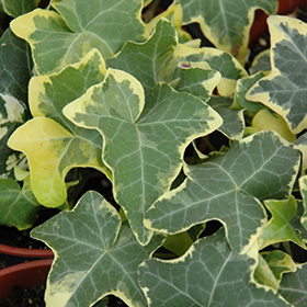 Plant Photo 9