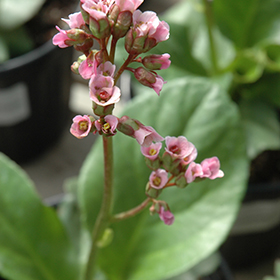 Plant Photo 7