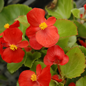 Plant Photo 1