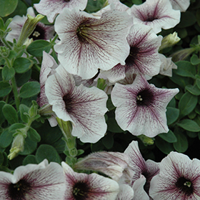 Plant Photo 4