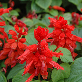 Plant Photo 7