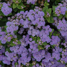 Plant Photo 2