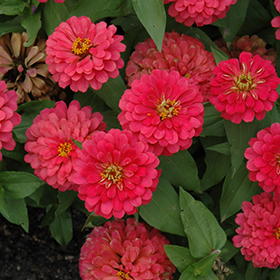 Plant Photo 1