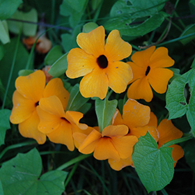 Plant Photo 2