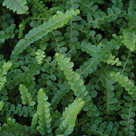 Plant Photo 5