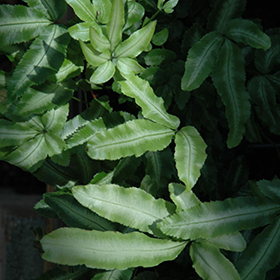 Plant Photo 4