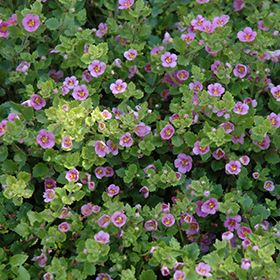 Plant Photo 7