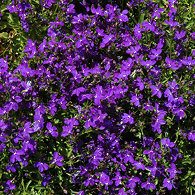 Plant Photo 7
