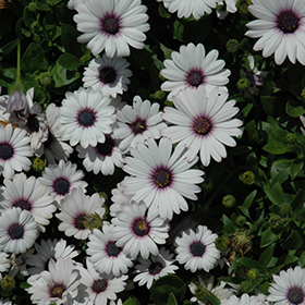 Plant Photo 9