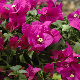 Plant Photo 10