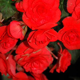 Plant Photo 6