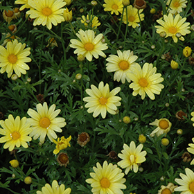 Plant Photo 1