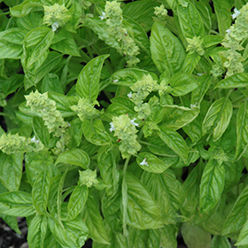 Plant Photo 3