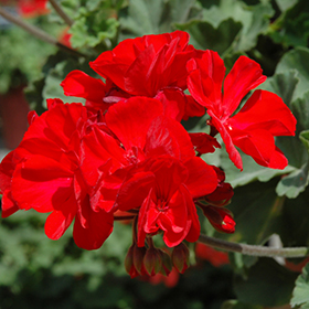 Plant Photo 7